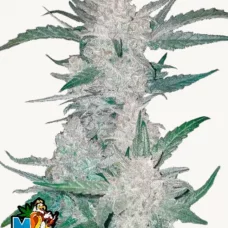 MEXICAN AIRLINES Auto